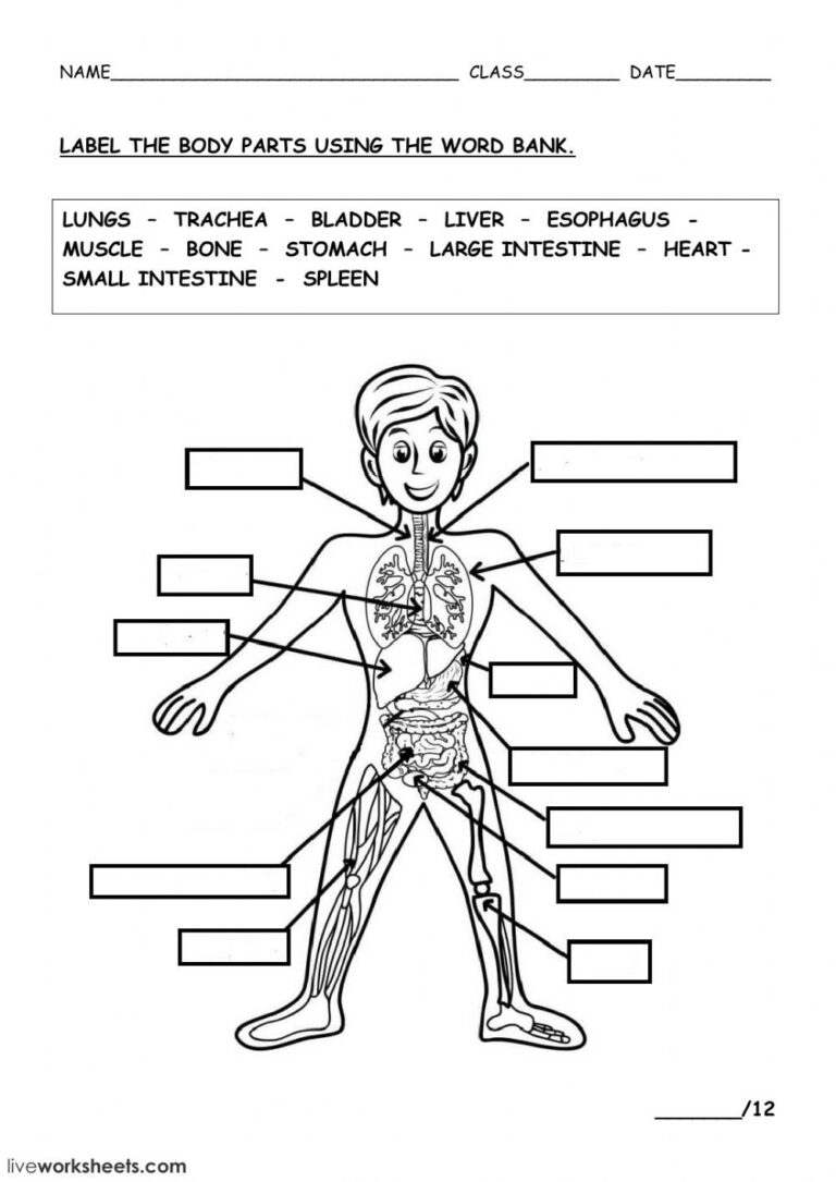 THE HUMAN BODY Interactive Worksheet Body Systems Worksheets Human