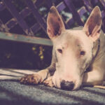 23 Bull Terrier Diet Plan Pic Bleumoonproductions