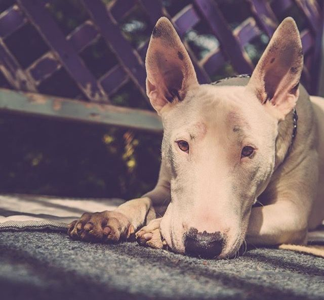 23 Bull Terrier Diet Plan Pic Bleumoonproductions