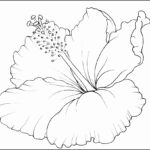 6 Hawaiian Flower Template For Coloring SampleTemplatess