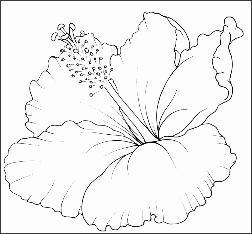 6 Hawaiian Flower Template For Coloring SampleTemplatess