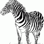 Free Printable Zebra Coloring Pages For Kids