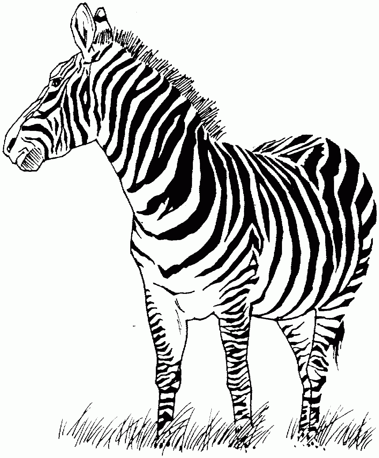 Free Printable Zebra Coloring Pages For Kids